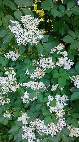 Hohenloher Holunderblütensirup